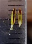  Stamens